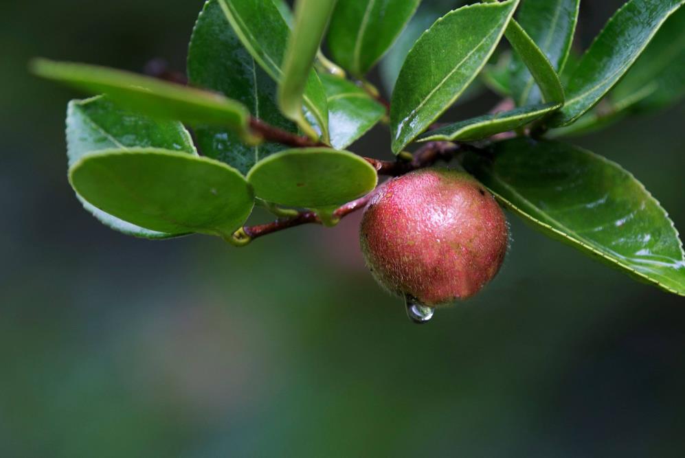 精制山茶油项目可行性研究报告
