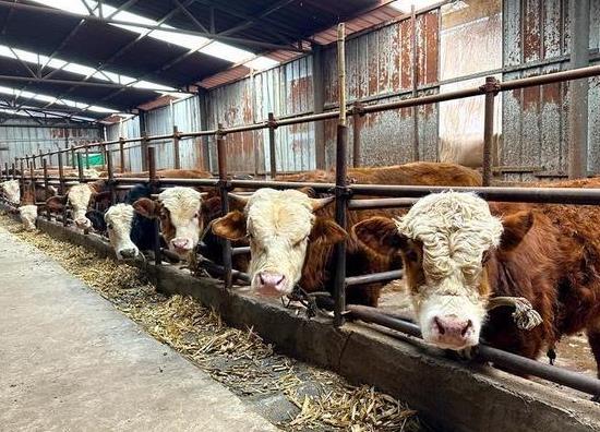 肉牛基地